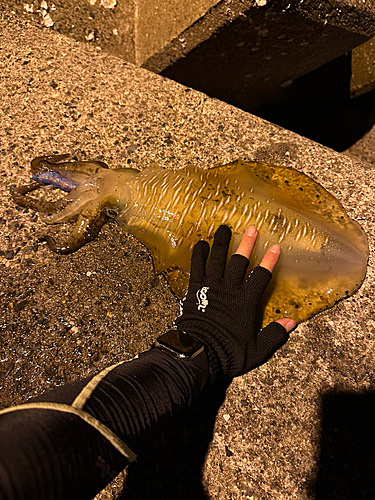 アオリイカの釣果