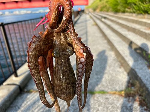 タコの釣果