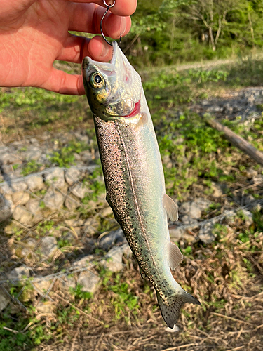 ニジマスの釣果