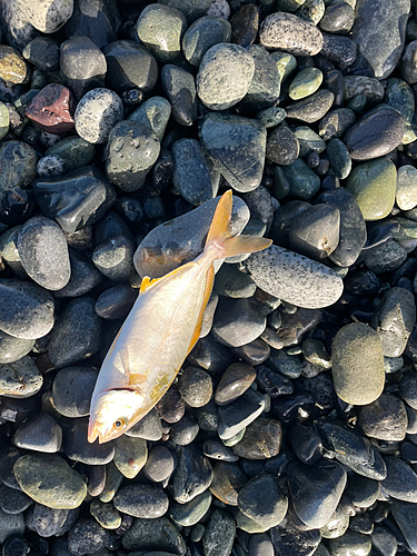 ショゴの釣果