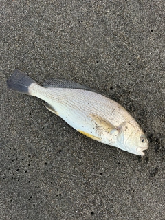 イシモチの釣果