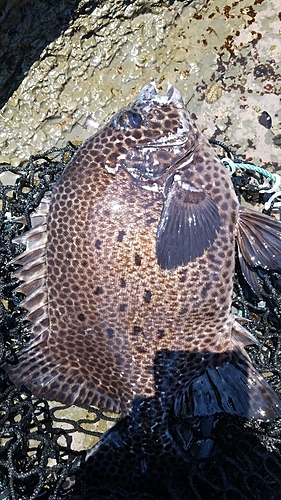 イシガキダイの釣果