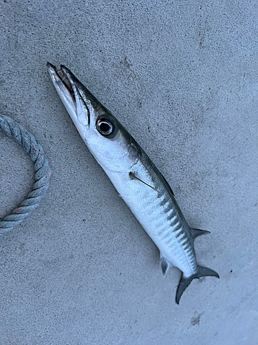 オニカマスの釣果