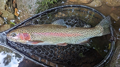 ニジマスの釣果