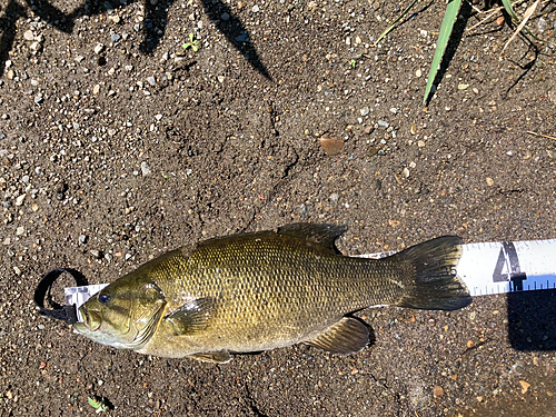 スモールマウスバスの釣果