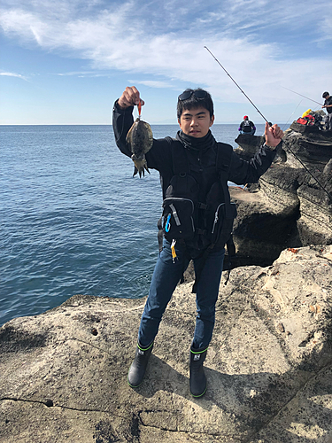 コウイカの釣果