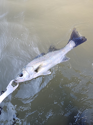 スズキの釣果