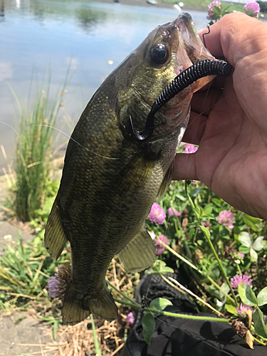 ラージマウスバスの釣果