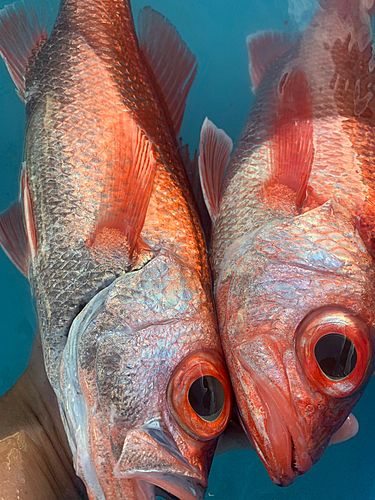 アカムツの釣果