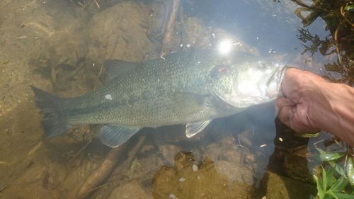 ラージマウスバスの釣果