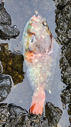 ブダイの釣果