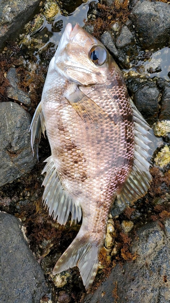 加藤　光広さんの釣果 2枚目の画像