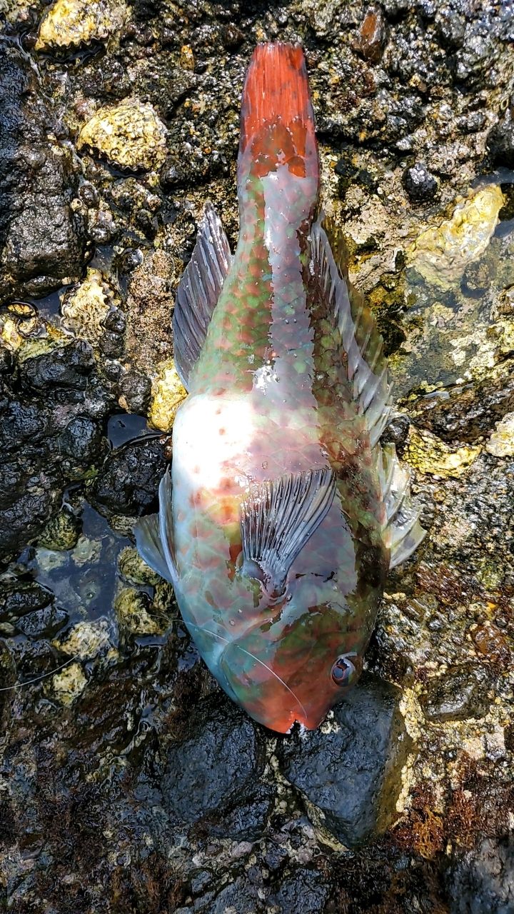 加藤　光広さんの釣果 3枚目の画像