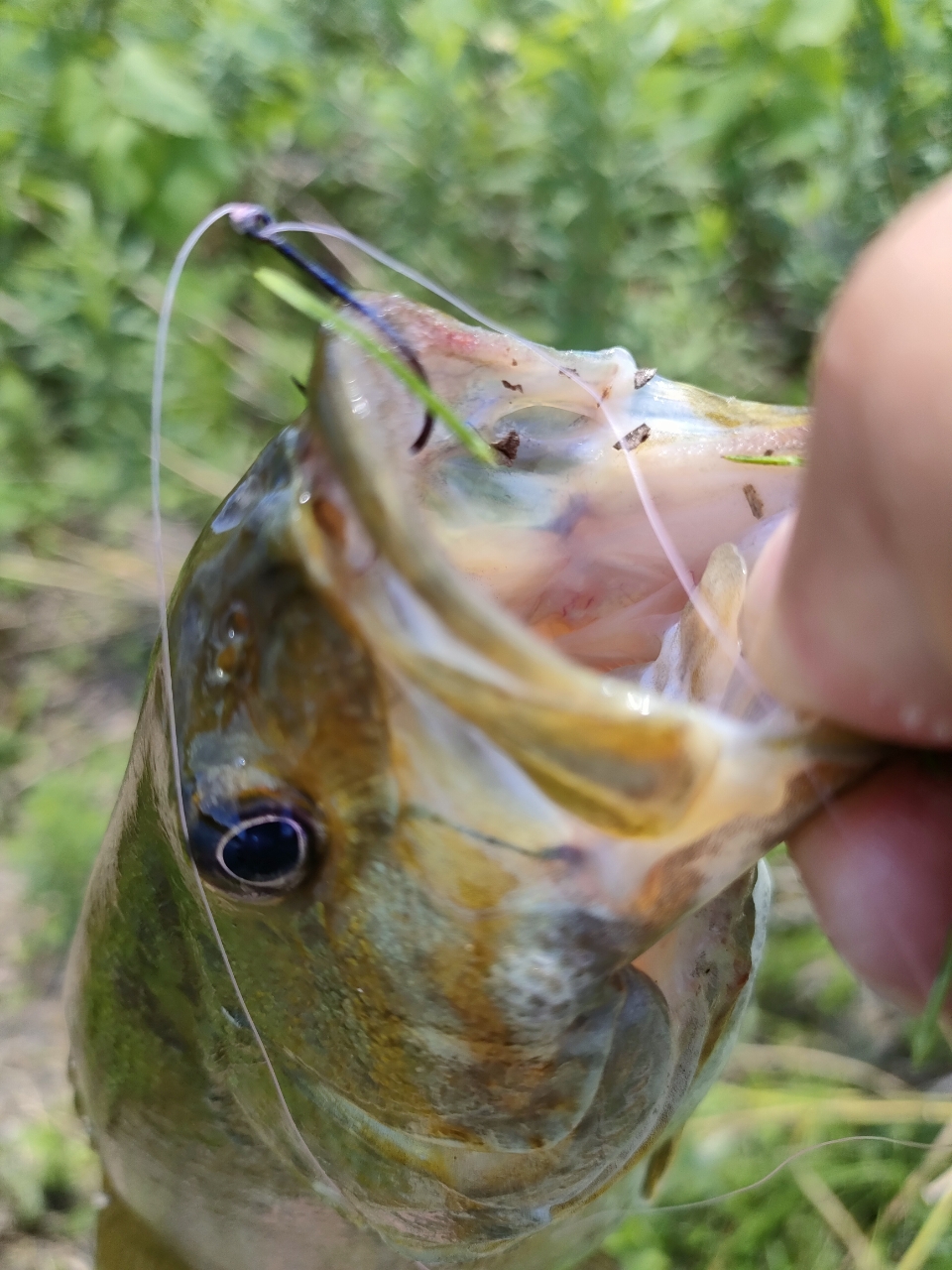 スモールマウスバス