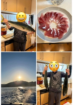 メジロの釣果