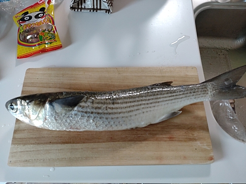 ボラの釣果