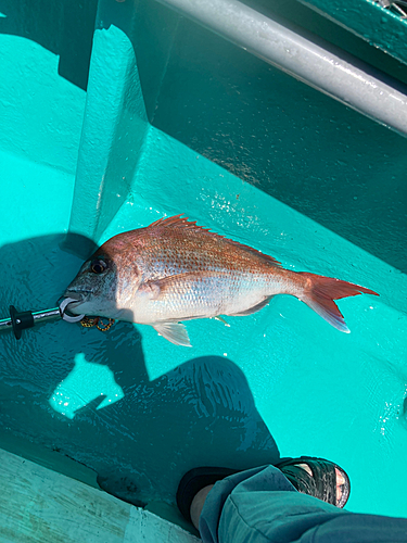 マダイの釣果