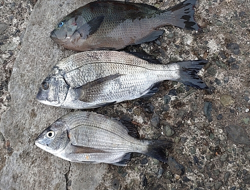 クロダイの釣果