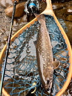 エゾイワナの釣果