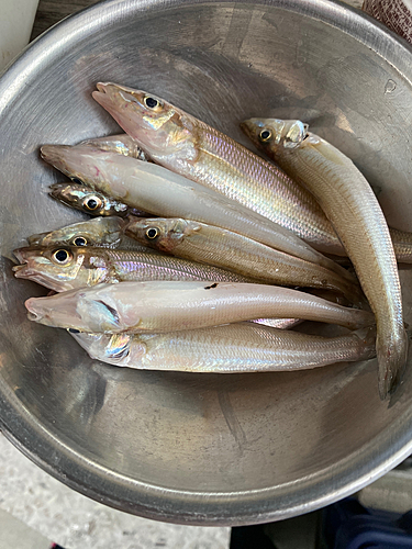 キスの釣果