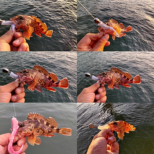 アラカブの釣果