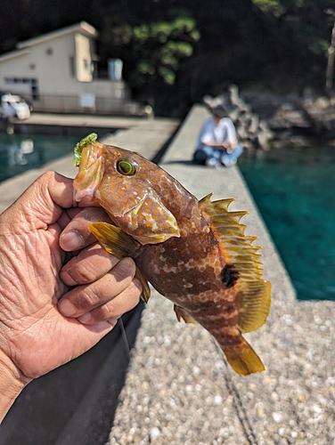 キジハタの釣果