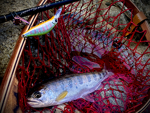 アマゴの釣果