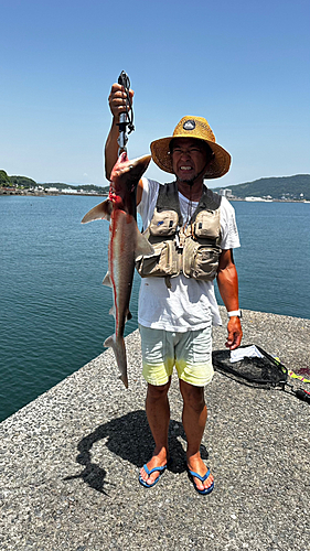 サメの釣果