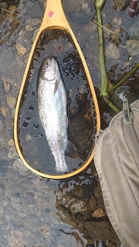 ニジマスの釣果