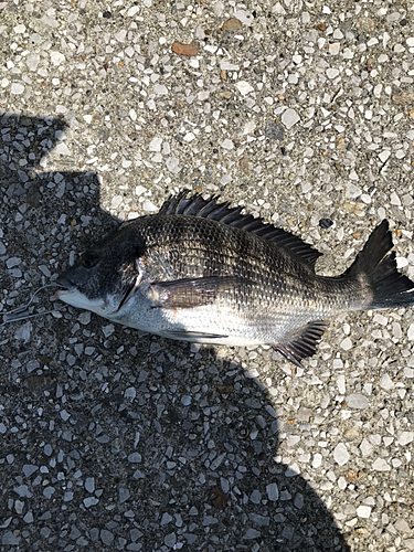 クロダイの釣果