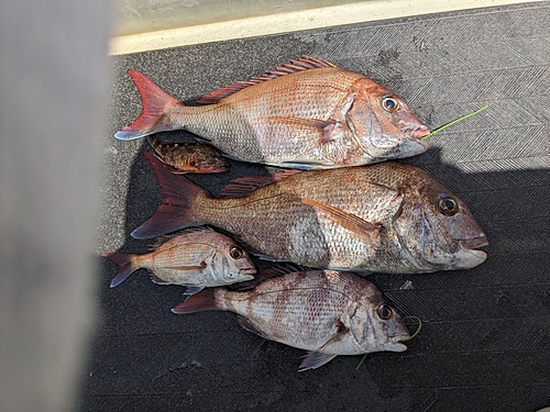 マダイの釣果