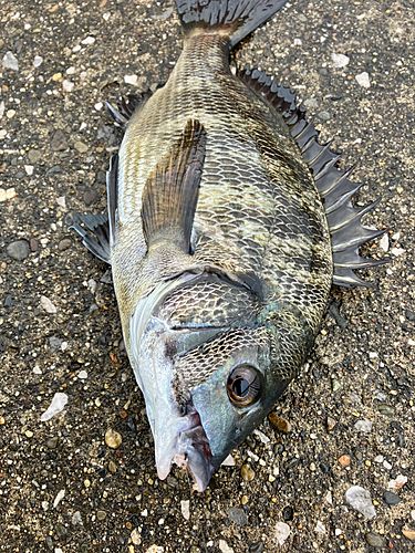 クロダイの釣果