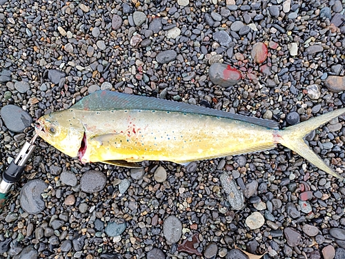 シイラの釣果