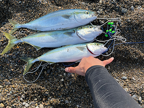 イナダの釣果