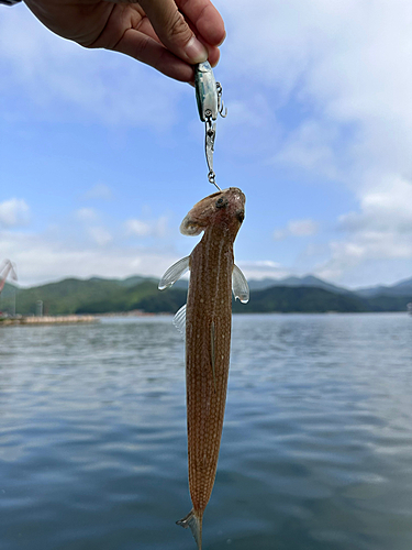 エソの釣果