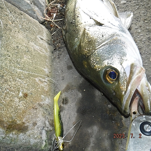 シーバスの釣果