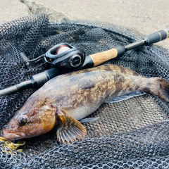 アイナメの釣果