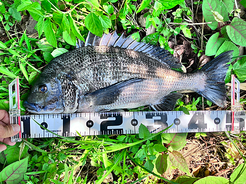 クロダイの釣果