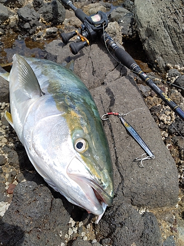 ブリの釣果