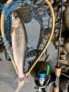 アメマスの釣果