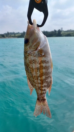 ムルーの釣果