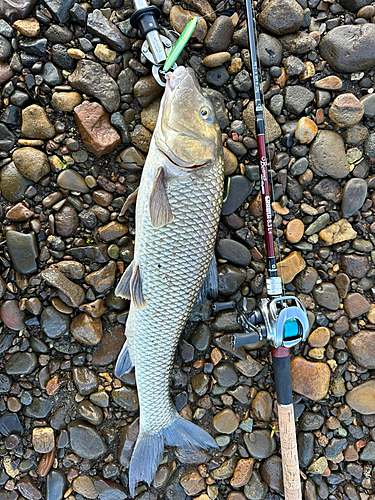 ニゴイの釣果