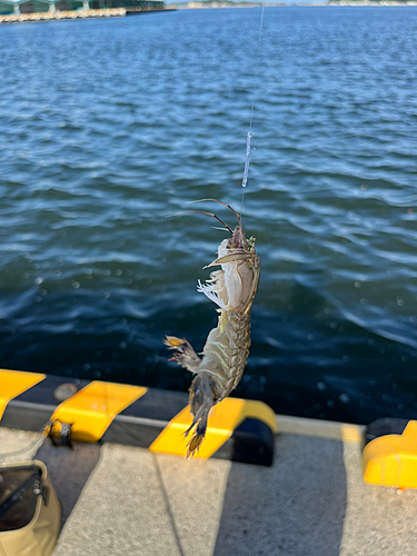 シャコエビの釣果