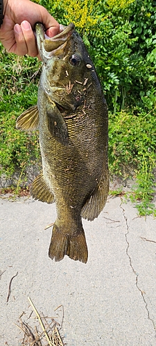 スモールマウスバスの釣果