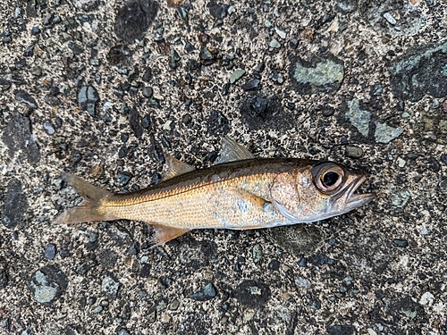 クロムツの釣果