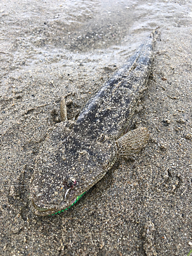 マゴチの釣果