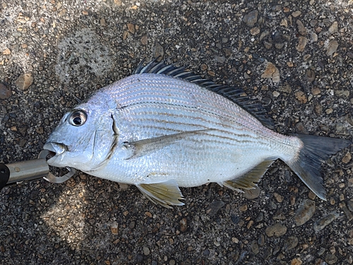 ヘダイの釣果