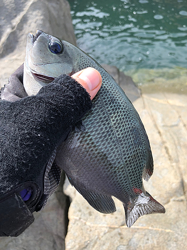 メジナの釣果