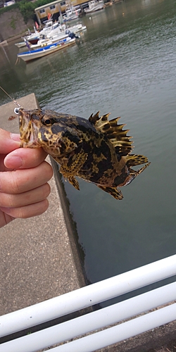 タケノコメバルの釣果