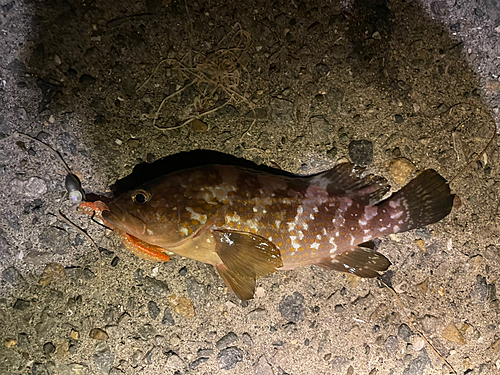 アコウの釣果